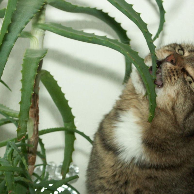 ��� ��������� �������� ����, ����� �������� ������� ������