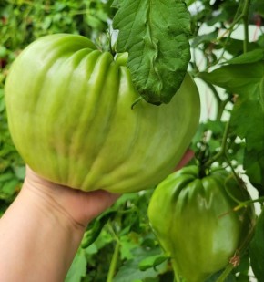 �������� ��������, � ������� ��� �������: ������ ������� ������