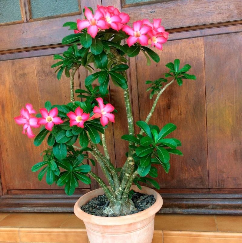 ��������: ����������� ������, ������� ������� ��� ���