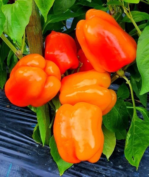 ����� ��������: ������� ������ ��� ������� ������