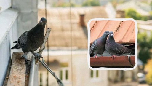 ��� ���������� �� �������: ������� � ����������� ������