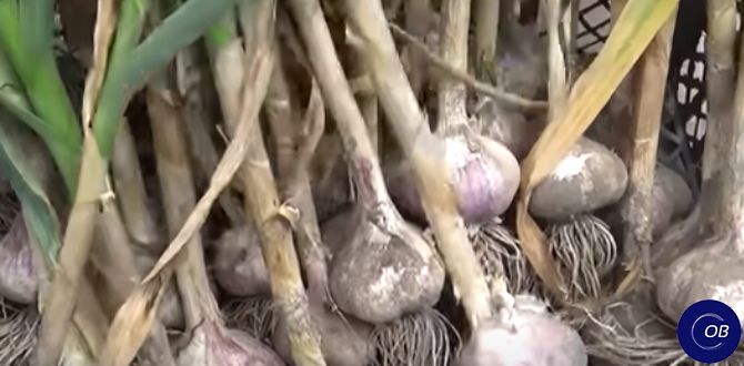 ������� ������� �������� �������