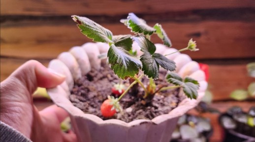 Как вырастить клубнику зимой: секреты домашнего угощения