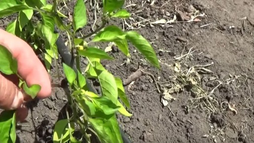 Как вернуть жизнь перцам за три дня: эффективный народный метод