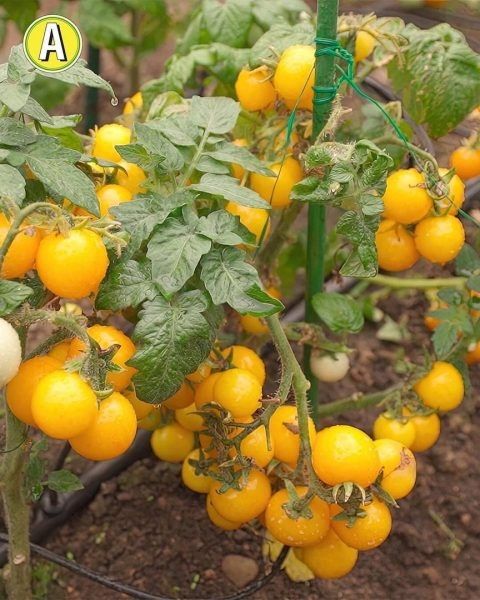 ������ ��� �������: ������� '�����-��������' ����������� ������ ��������� ���������