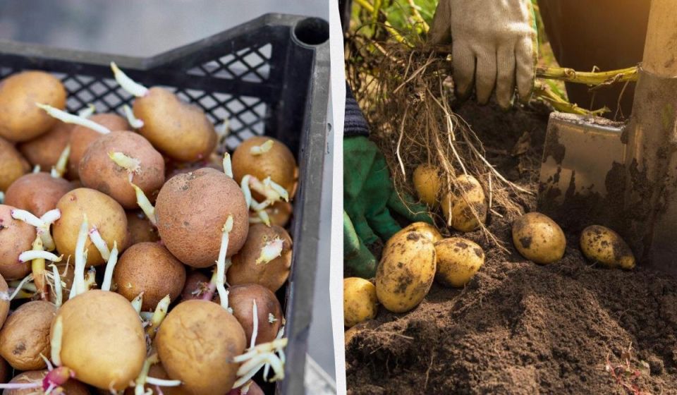 ��� ������������ � ���������� �������� ����� ��������� ��� ������