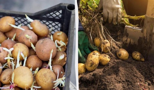 Как проращивание и разрезание картошки могут увеличить ваш урожай