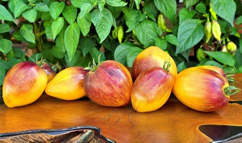 ����� ����� ������� ����: ������� ��������� ����������� ��������� �����