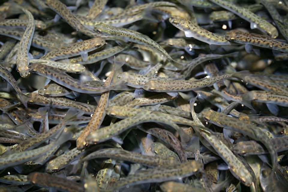 ��������������� �������� ������� ����� � ���������� ��������� ���������