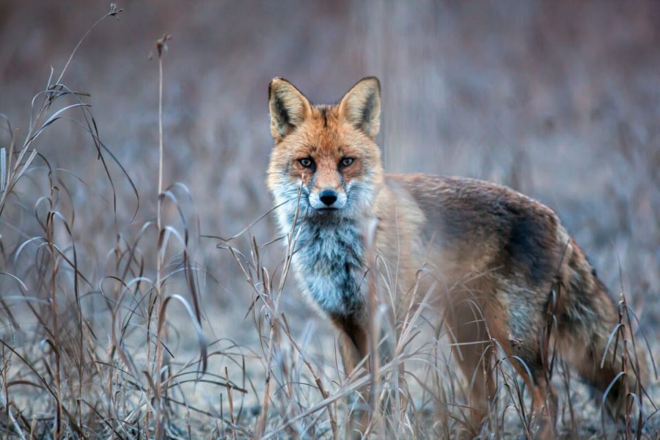 �������� �����������: ����� ����������� �� ����� �������