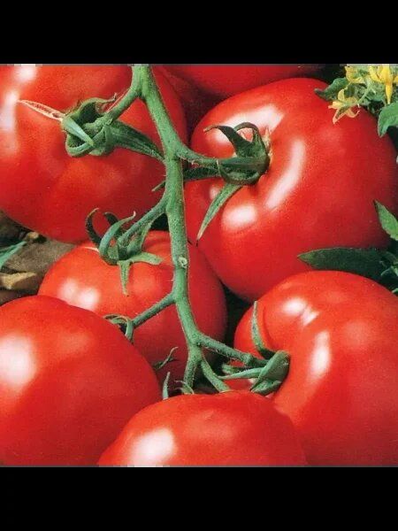 ����� ����: ������� ������� ������ � �������� �����