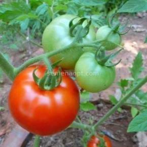 ����� �������: ��� �������� ������ ������ ��� ������ ������