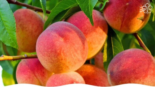 ����� �������� ��� ��������� �����������: ������ ������ �������