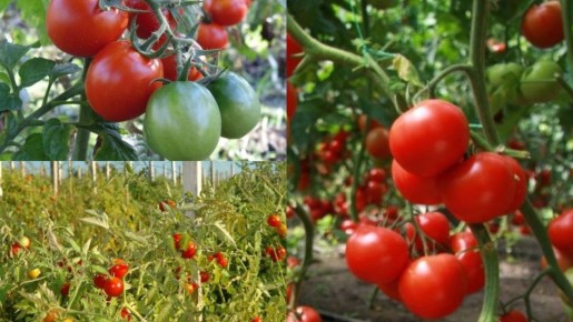 ������� ������ ������ ��� � ���� - 3 �������� �����