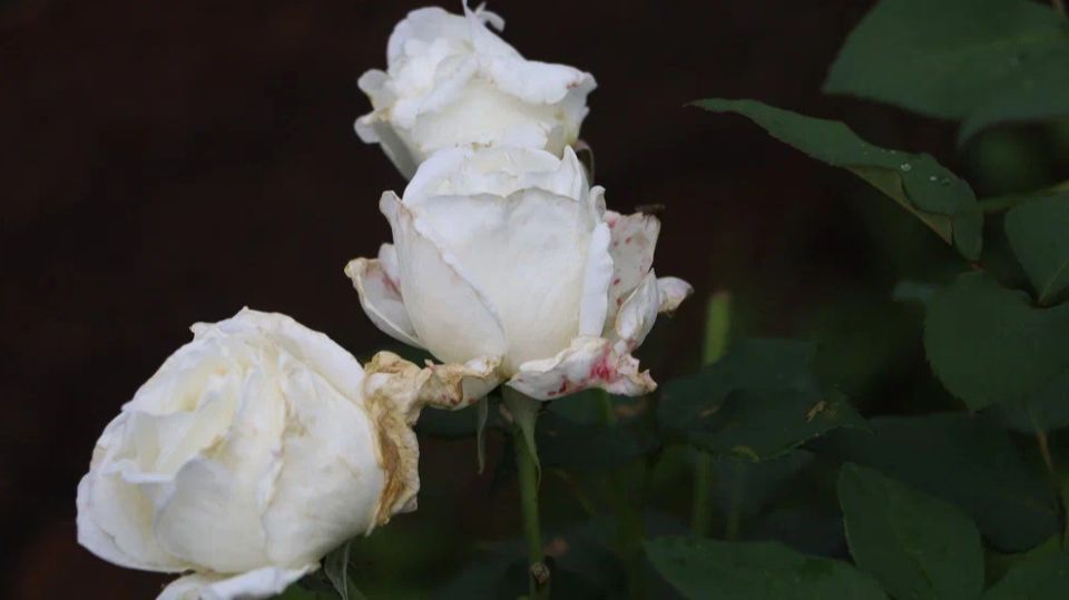 ��� ��������� �������� ����, ����� ��� ����� ���� � ������