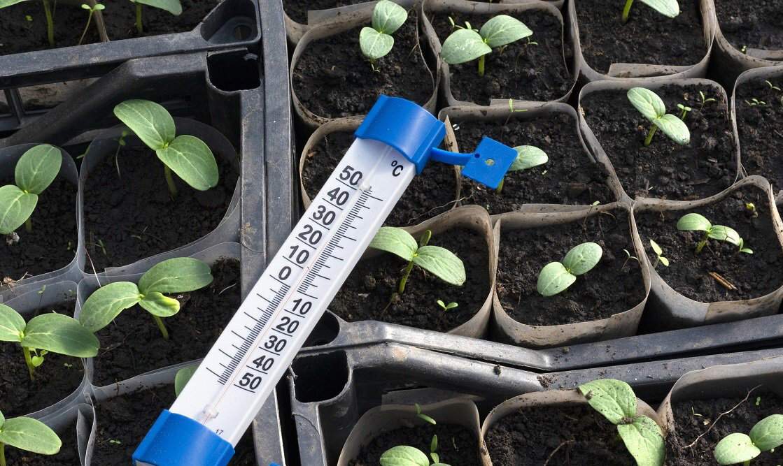 Как закалить рассаду: эффективные методы для открытого и закрытого грунта