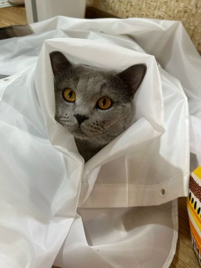 ������ � ������������� ���� 21 �������: