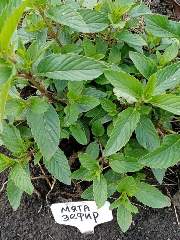 ���������� ��� ����: ��������� �������������� � ����������� �������