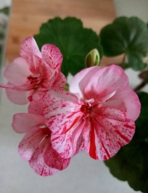 � ������ �� 21 �������. � ������������� ���� ���������� ����������