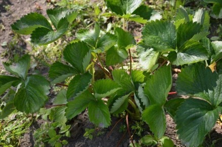 ����������� ������ ������ � ������������ ��������