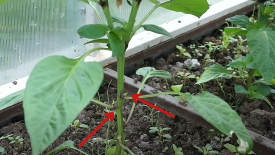 ��� ��������� ����������� � ����������� ������� ����� ��� �������� ������