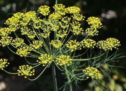 ����������� ������ ��� �������: ��� �������� ������