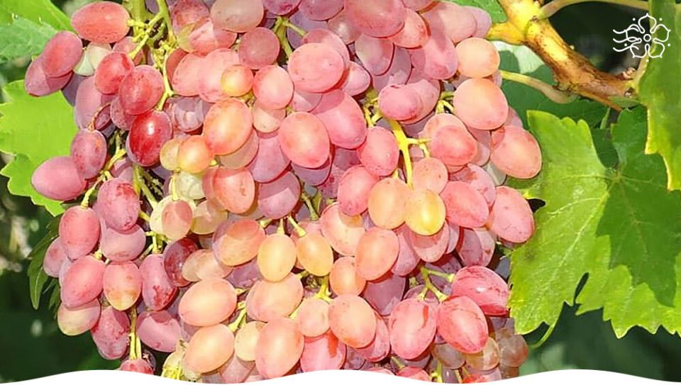 ��� ��������� ������� �������� ������ �������� � ����� ����