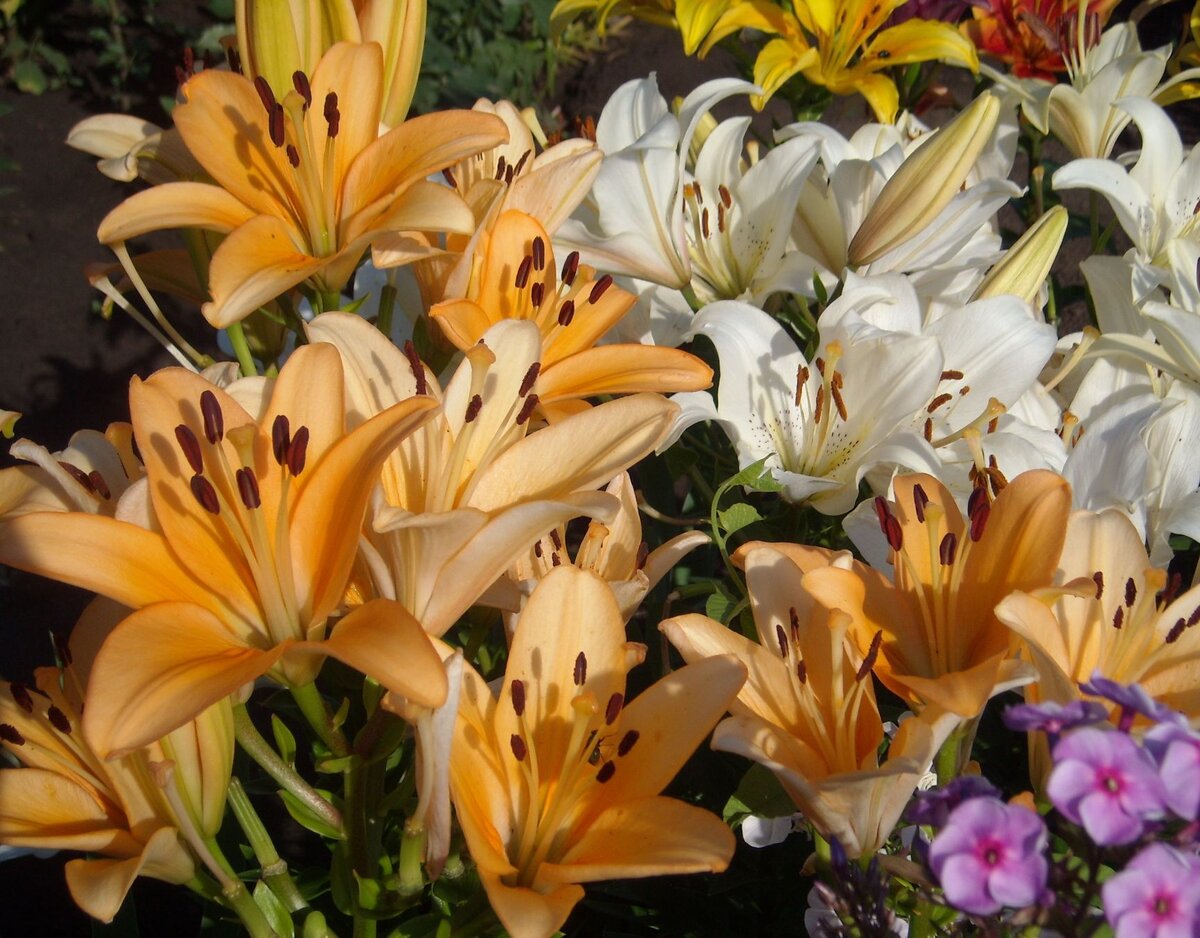 Сад лилий с неиссякаемым цветением: какие сорта выбрать и как за ними ухаживать