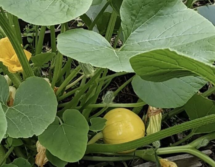 Нормирование урожая тыквенных: секреты для крупных и здоровых плодов