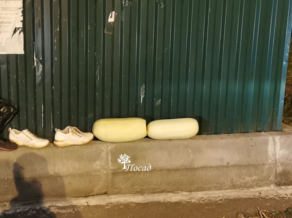 ������ � ���������: �������� � ���� ��� �������