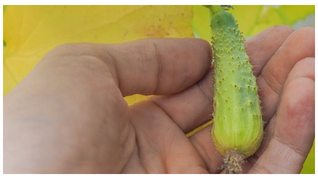 Почему огурцы желтеют и опадают: ищем причины и решения