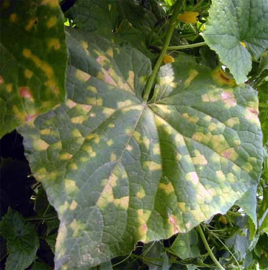 ��� ������ ������ �� ��������: ������� �����-��������� ��������