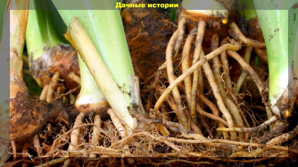 ��� ��������� ���������� �������� �����: ������ ��� ��������� ��������