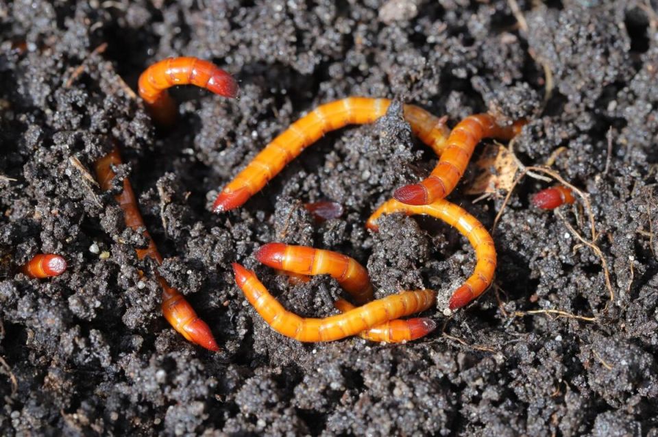 ��� ���������� ���������� �� ������������ �� ����� �������