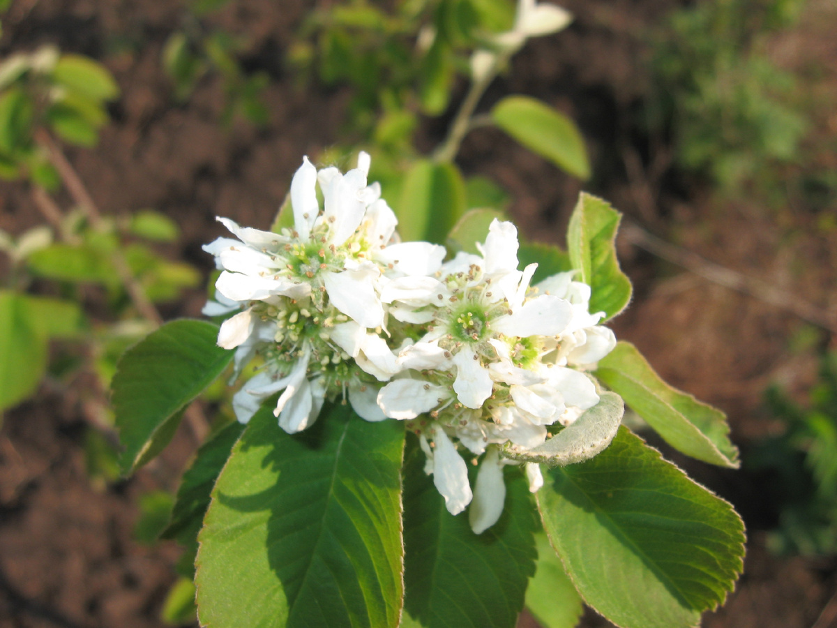 Искусство обрезки ирги: нюансы и интересные факты