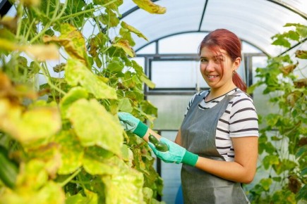 Как сохранить зелень огурцов: секреты ухода