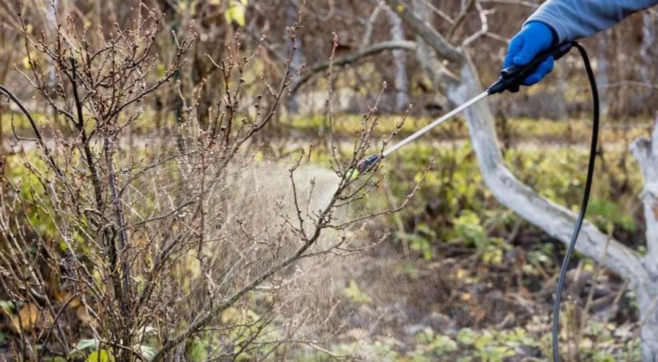 �������� ����: ��� ��������� ��������, ������� � ������� ������� ���� �������� �� ����������