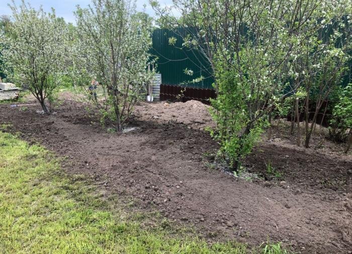 Растения, которые прекрасно растут в тени вашего сада