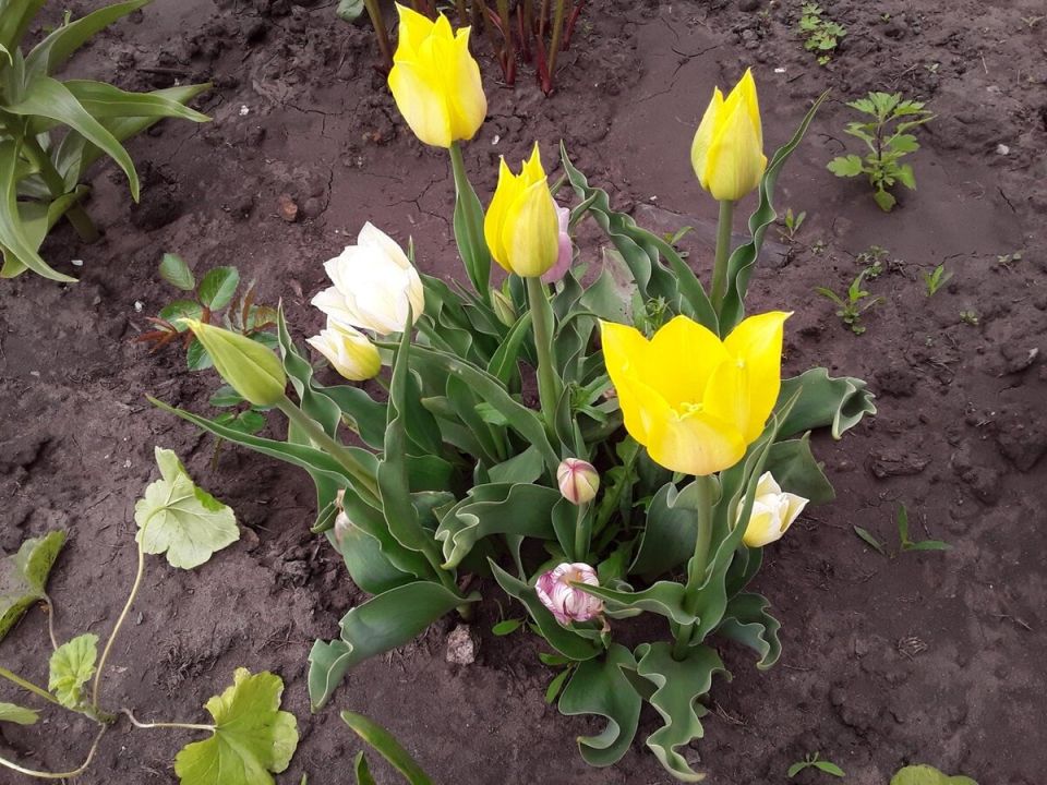 ��� ��������, �������� ���������� �� ����������� � ������ �����