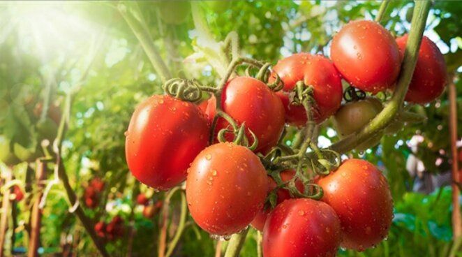 ������ � ����: �������� ������ � ��� �� ��������