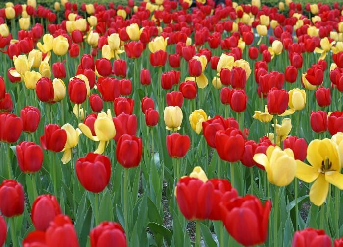 �������� � �����������: ������� ��������� �����������