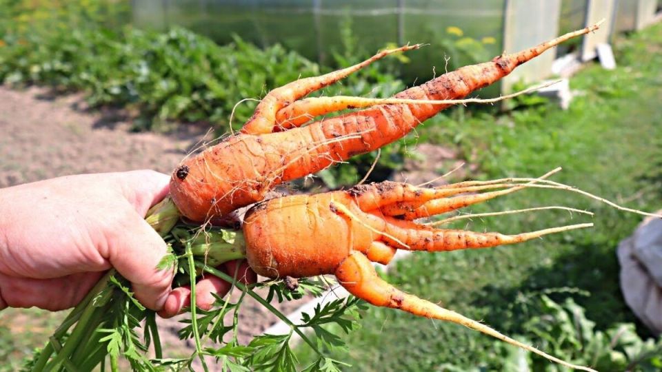 �������� � ���������: ��� �������� ��������, �������� � ������