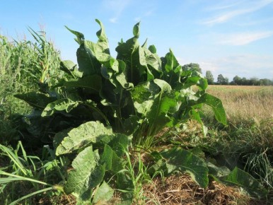 ��� ���������� ���� ����� ��������: ������ ��� ���������