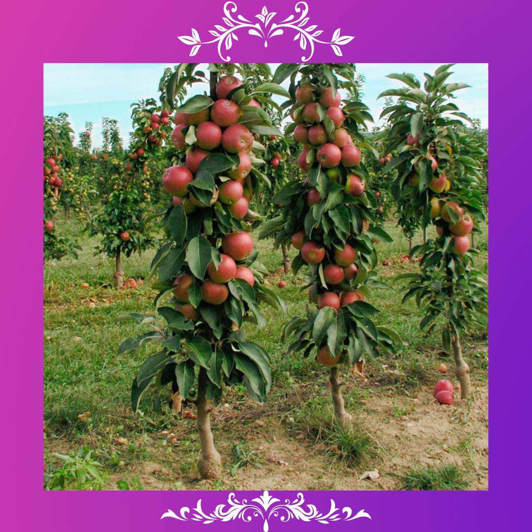 Колоновидные яблони: необходимость или мода для дачника?