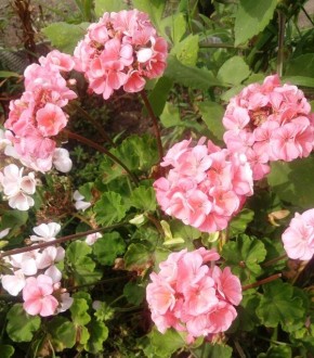 ��� ��������� ���������� ����� �������: ������ ��� ����������