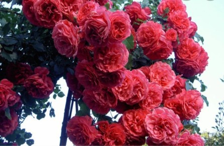 ������� ������ ����: ��� ������ ���������� �������� ��������?