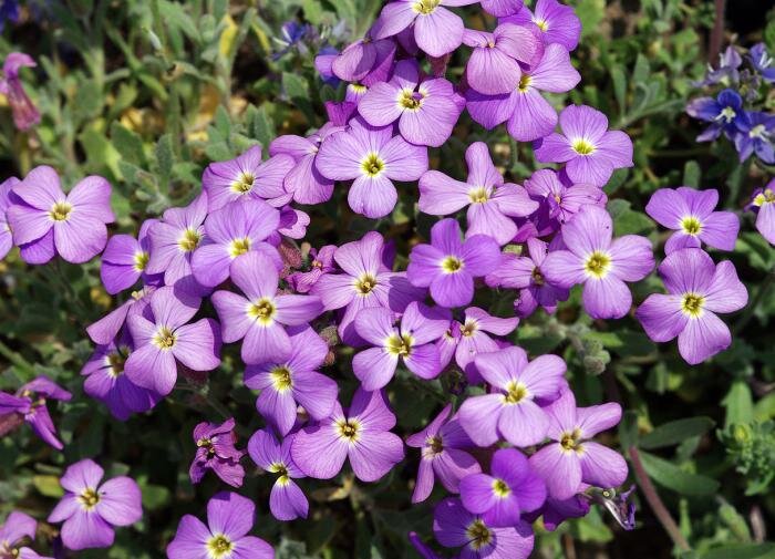 Как вырастить обриету: секреты ухода за растением