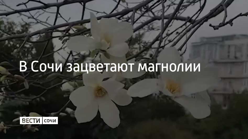 Бутоны уже распустились на магнолии Кобус в парке "Южные культуры", чуть раньше там зацвела магнолия Суланжа