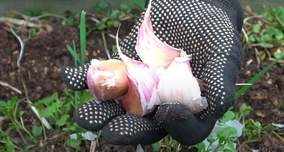 ������ ������: ������, ������� ����� ��������