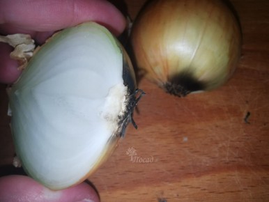 Как сохранить лук свежим на долгое время: простые советы